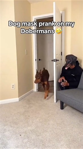 Try Not to Laugh 😂 Funniest Dog Reactions Compilation #funny #dog #shorts