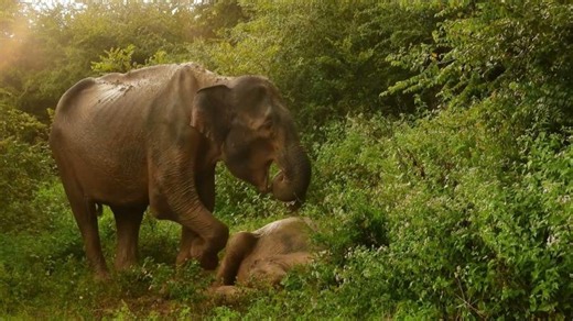 S4|EP21 - Asian Elephant Conservation: DNA Census, Rescues Human-Elephant Conflict | Nikki Sharp | Anish Banerjee