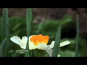 GIOVANNI MARRADI - Poeme