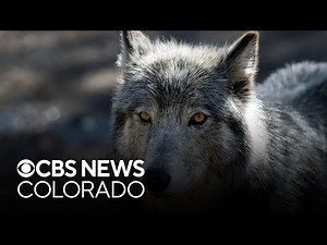 Tension grows between Colorado Parks & Wildlife and ranchers over recently reintroduced wolves
