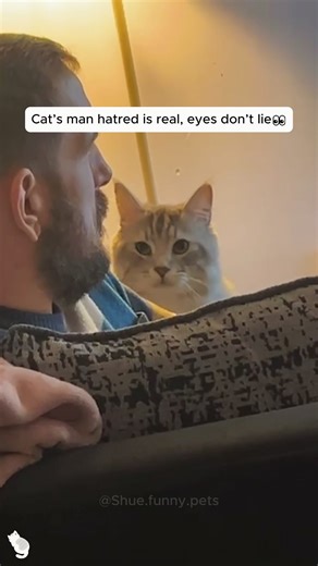 Funny cat attacks 😂 #cats #funnycats #animals #pets #cute