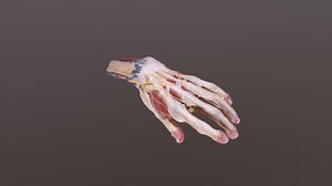 Hand - 3D model by aherrler
