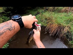 How to gut a fish without a knife