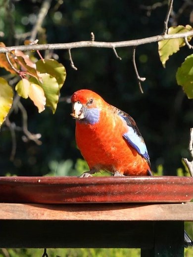 Adelaide Rosella Up Close | Natural Bird Sounds & A Surprise Crested Pigeon 🦜