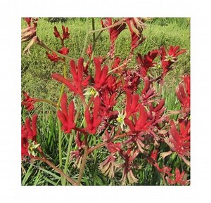 Anigozanthos Patte de kangourou 'Everlasting Red' ®