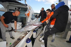 Kaštelani ‘iskrcali‘ u "mistu pomorskih kapetana" trofejnu tunu, a Peliška jedra nakon vaganja objavila koliko je teška!
