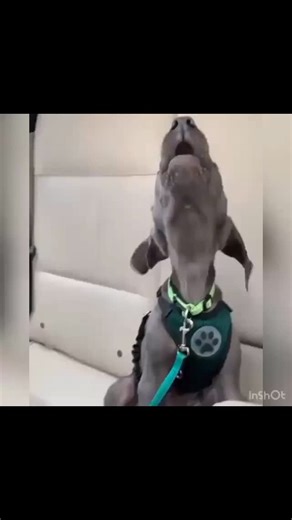 Weimaraner on Instagram: "Let's dive deep into this topic. What's your stance? Weigh in below! Kindly DM for credit or removal (All rights® are reserved & belong to their rightful owners) Passionate about Weimaraner. All day long, my thoughts are filled with Weimaraner. #weimaranerlonghaired #weimaranerlovers #weimaraneroftheday #cute #weimaranersofinstagram #weimaraners #weimaraneraddict #weimaranerobsessed"