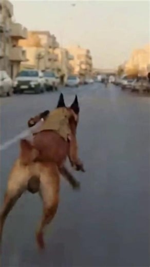 أحسن لقطة في دريساج شاهد لنهاية 🐕‍🦺🐕‍🦺🇩🇿😭