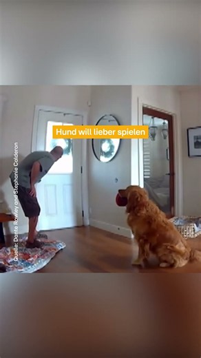 Dog wants to play with burglar #shorts