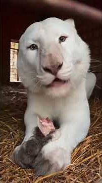 TIGER ASMR • Raw Eating Sounds of a Tiger 🐯 | Full Experience