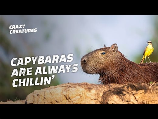 Capybaras - The Chillest Rodents - Present Simple