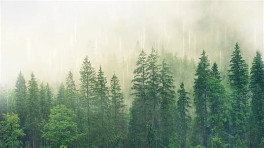 Dock, Boats, Foggy, Sunrise