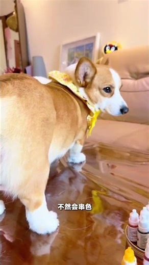 Dog's Rainbow Fart: The Viral Sensation That's Taken the Internet by Storm