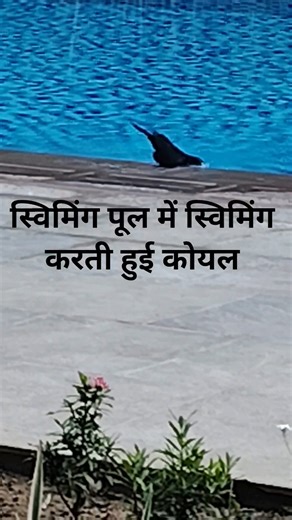 Cuckoo swimming inside the swimming pool #viral #trend #video ##comedy #funny