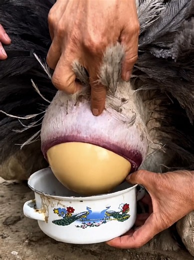 Ostrich Egg Facts: Size, Weight, Incubation & Hatching