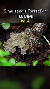 3.1M views · 72K reactions | Simulating a Forest pt2  #ecosystem #nature #bugs #wildlife #nature #plants #earth #pets #petsofinstagram #aquarium #terrarium #paludarium | Dr. Plants | Facebook