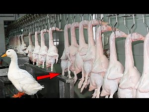 From Raising Million of Duck to Slaughter Line - Modern Poultry Processing & Salted Egg Factory Tour