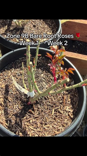 Zone 9B Bare Root Roses Growth Update: Weeks 1 & 2