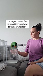 Traveling with a bird 💚 #eclectusparrot #parrots #birds #travel #birdtraining #birdtricks | The Green Bird Brigade