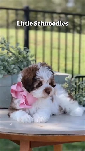 1.1K views · 3.1K reactions | Livie’s adorable teddybear Schnoodles! | Smeraglia's Teddy Bear Goldendoodles & Schnoodles | Facebook
