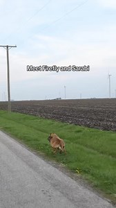 My ladies ❤️ Highly requested slo mo footage of these two girls! #greyhound #malinois #Dogs #runningdogs #dogtraining #fblifestyle | Diamond Dogs