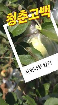 사과나무 일기 보면서 '청춘고백 '영상보고 듣기 #트로트 #추억의노래 #7080추억의근대사 #8090명곡