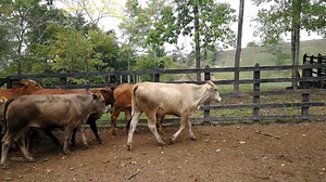 1.9K views · 23 reactions | Disponibles para la venta 50 F1 hijas vaca Brahman roja con toro simental alemán puros con registo. Promedio 300 kilos Ubicadas en Cimitarra santander $5500 kilo excelente calidad Whatsapp wa.me/573208487321 | Rehagronegocios Agromarketing | Facebook