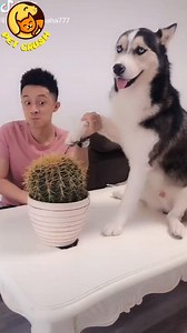 2.3M views · 10K reactions | Smart Husky and funny boss 藍 #petcrush #tiktok #douyin | 퓟퓮퓽 퓒퓻퓾퓼퓱 | Facebook