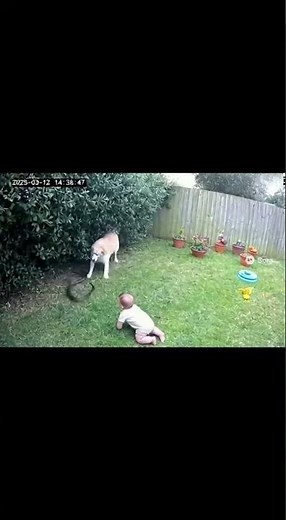 CCTV Captures Dog Saving Baby from Snake — Unbelievable Real Footage!