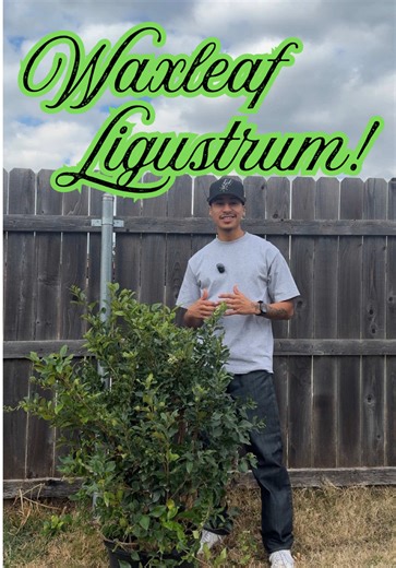 Weekly Plant Spotlight 6/52: WaxLeaf Ligustrum !! Comment or dm me if you have any suggestions for next plants🌱 #planttok #plantspotlight #chicano