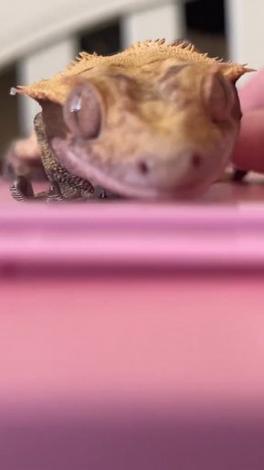 Volume up!! Geckos are unique in the fact that they can vocalize unlike other lizards. Crested gecko males use a combination of chirps and squeaks to win over females. #gecko #pets, #trend, #foryou, #viral, #fyp, #pet, #geckosoftiktok #repti~ #trends, #trending, #funny, #foryoupage, #crestedgecko #geckos #fyps, #fun | Mainly Sprout