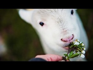 The Ultimate Guide to Sheep Facts: Behavior, Biology, and Beyond: WanderWildlife