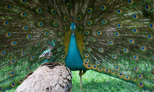 Male vs Female Peacocks: Can You Tell the Difference?