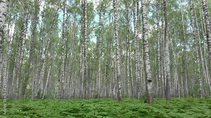 Birch forest. Aerial photography from a quadcopter. Flying between the trees above the fern