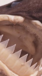 1.2M views · 14K reactions | The Cookie Cutter shark - they sound made up becuase they are rarely seen. But they aare real and they attack huge fish - pretty cool. #fishfacts #interestingfish #cookiecuttershark | Ultimate Fishing | Facebook