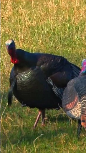 “Spring Gobbler Madness | Wild Turkey Hunting USA