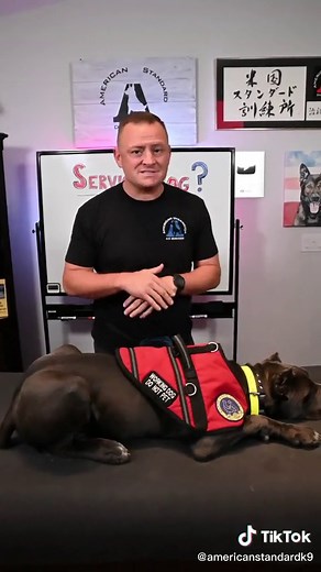 Service Dog Certification Guidelines Explained