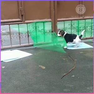 Cutest beagles ever 😍😍 | Beagleholic