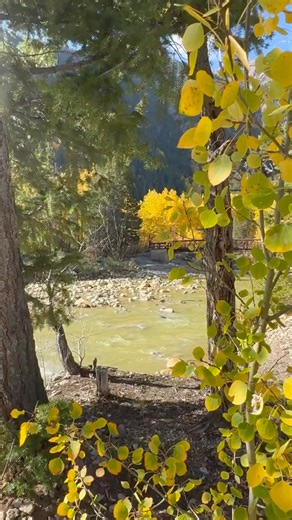 Golden Aspens & Flowing River | A Perfect Fall Day in Colorado