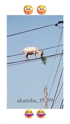 "Goat vs. Power Lines: The Most Shocking Snack Ever!"