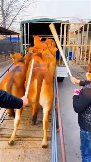 How to Raise Crossbred Yellow Cattle – Farming Guide #cow