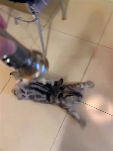 Adorable Cats Taking Over TikTok