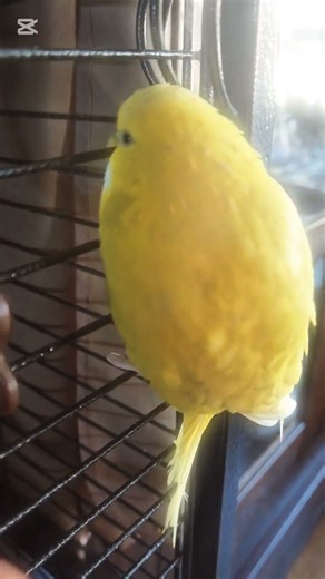 Shiny, Happy, Playing #bird #pets #parrot #edit