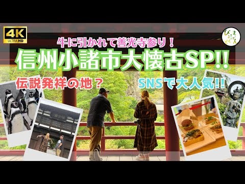 牛に引かれて善光寺参り!伝説発祥の地!?SNSで大人気!!魅力満載!!信州小諸市大懐古スペシャル!!