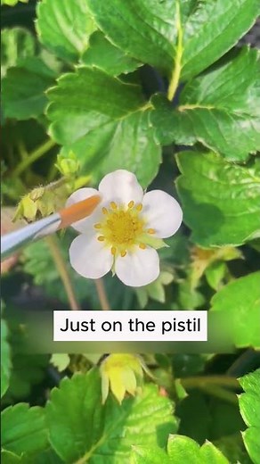 How to pollinate strawberries with fruit #agriculture #farming #gardening