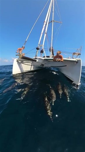 Mantus Anchors on TikTok