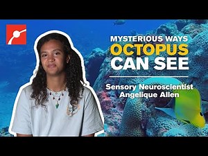 Inside the Brain of an Octopus: How They See a World We Can’t