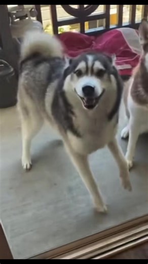 Check these dogs out😳 #dogs # dancing #fyp | dogs