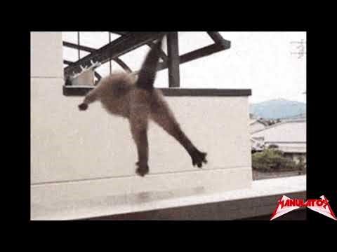 MaNuLaToR CATS Official Video