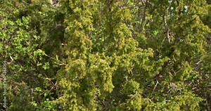 Experience nature's dance: Close-up of a juniper tree gracefully swaying in the wind. A mesmerizing display of strength and elegance.